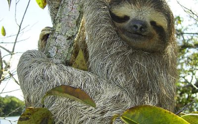 Pygmy Sloth 62869 1280 400x250, Tadpole Training